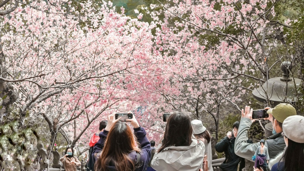 碧山巖櫻花｜櫻花隧道淡粉色椿寒櫻紛飛(台北賞櫻景點) @女子的休假計劃