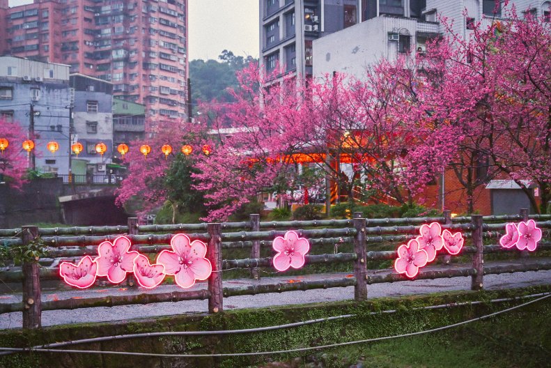 汐止櫻花大道｜康誥坑溪畔賞櫻景點(交通) @女子的休假計劃