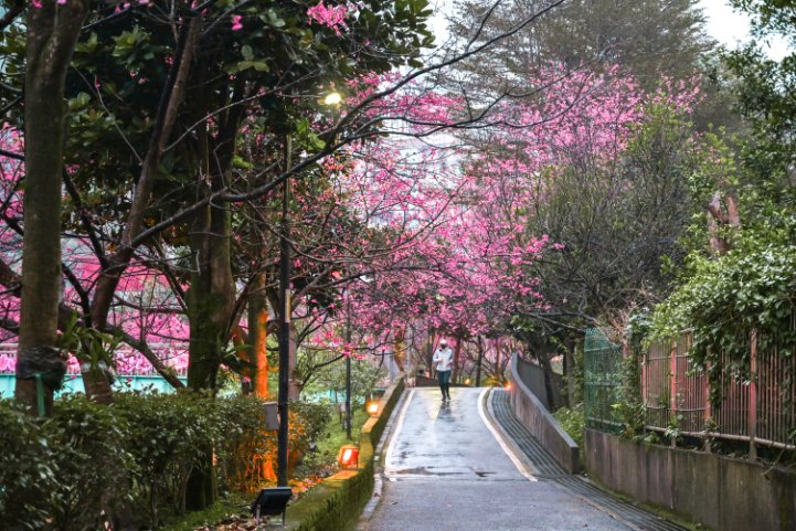 汐止櫻花大道｜康誥坑溪畔賞櫻景點(交通) @女子的休假計劃