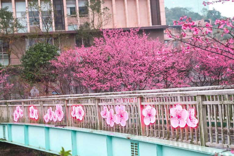 汐止櫻花大道｜康誥坑溪畔賞櫻景點(交通) @女子的休假計劃