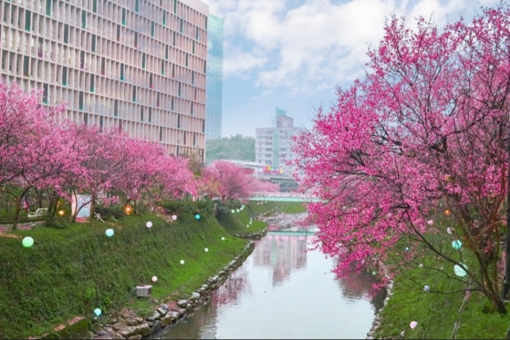 汐止櫻花大道｜康誥坑溪畔賞櫻景點(交通) @女子的休假計劃