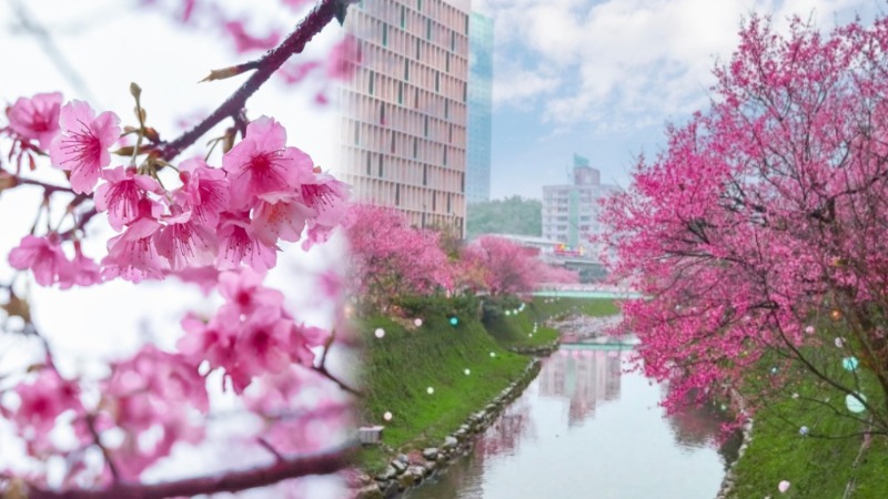 汐止櫻花大道｜康誥坑溪畔賞櫻景點(交通) @女子的休假計劃