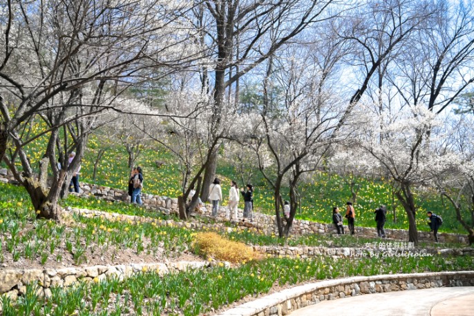 韓國景點京畿道一日遊｜和談林賞櫻賞楓、光明洞窟 @女子的休假計劃