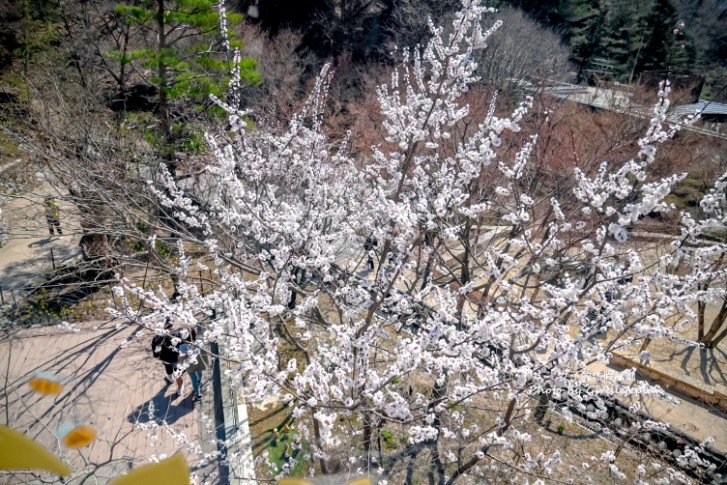 韓國景點京畿道一日遊｜和談林賞櫻賞楓、光明洞窟 @女子的休假計劃
