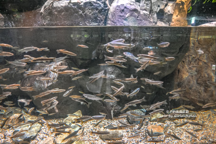 韓國景點京畿道一日遊｜和談林賞櫻賞楓、光明洞窟 @女子的休假計劃