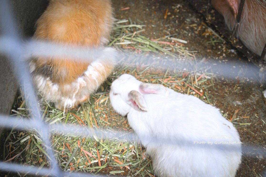 九州大分自由行｜農家景觀餐廳 Bebenko還能餵食小動物 @女子的休假計劃