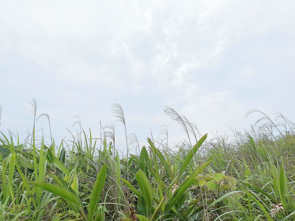 【新北秘境】樹林三角埔頂山 /IG打卡景點 @女子的休假計劃