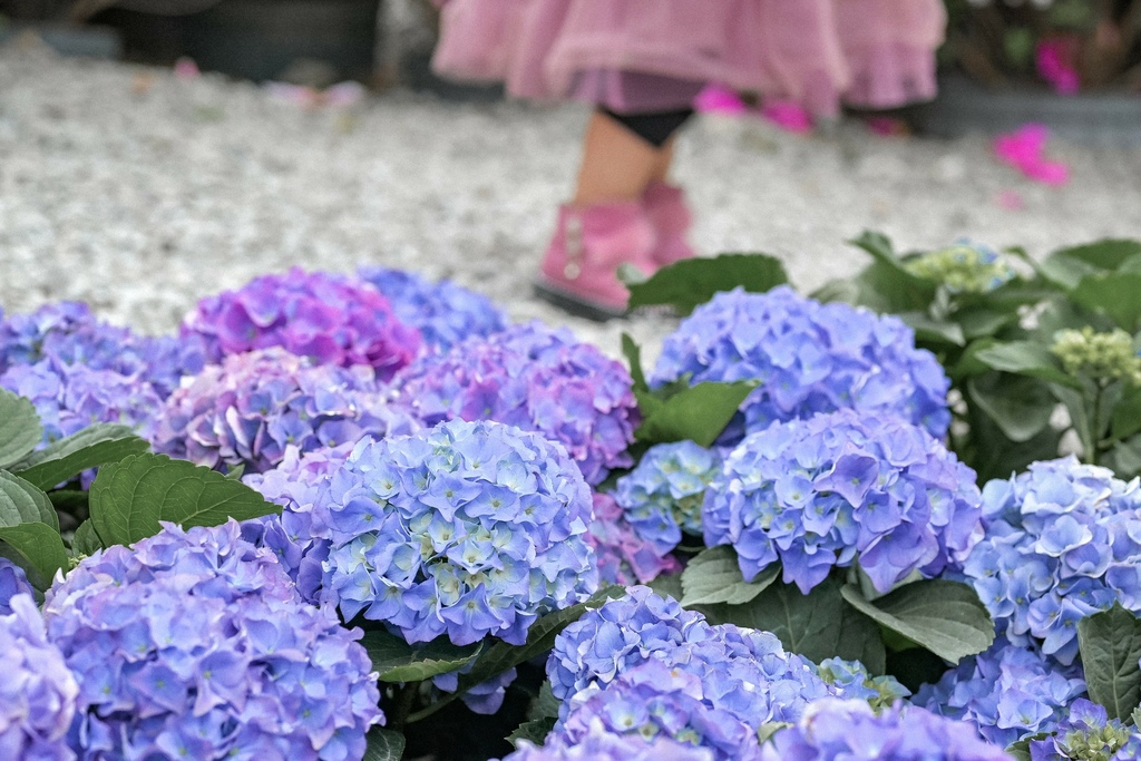 免費繡球花景點｜大安森林公園城市浪漫春色搭捷運就到(交通) @女子的休假計劃