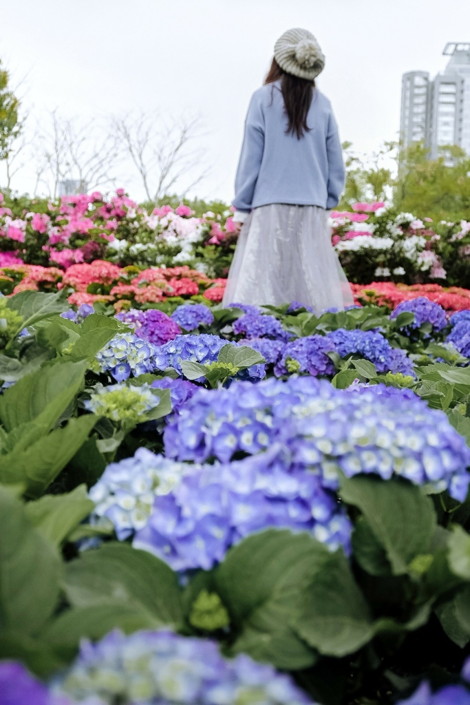 免費繡球花景點｜大安森林公園城市浪漫春色搭捷運就到(交通) @女子的休假計劃