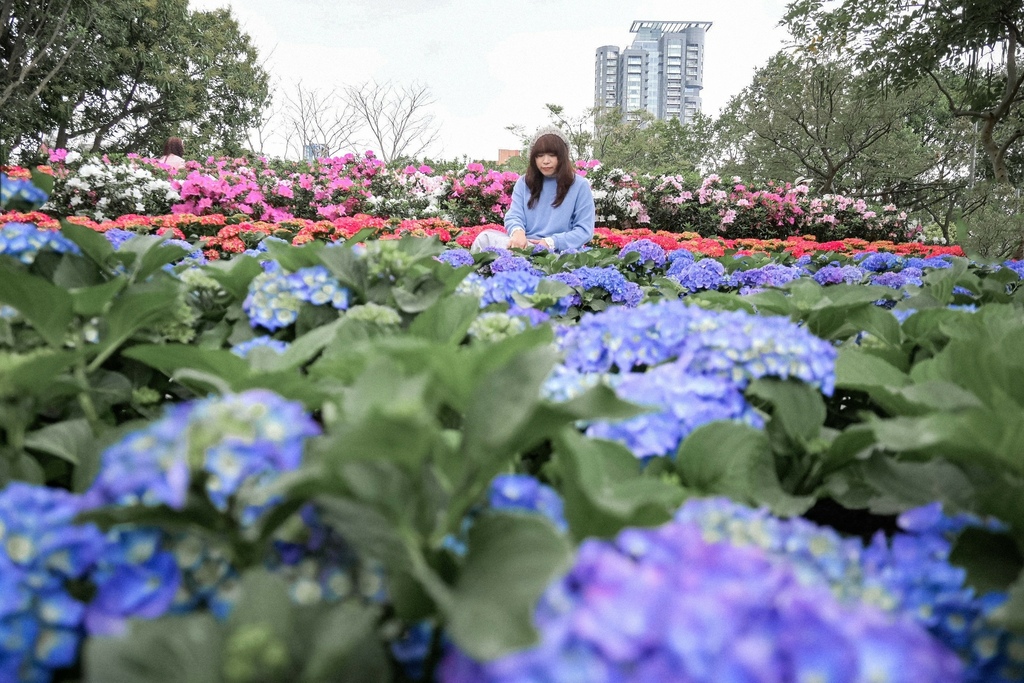 免費繡球花景點｜大安森林公園城市浪漫春色搭捷運就到(交通) @女子的休假計劃